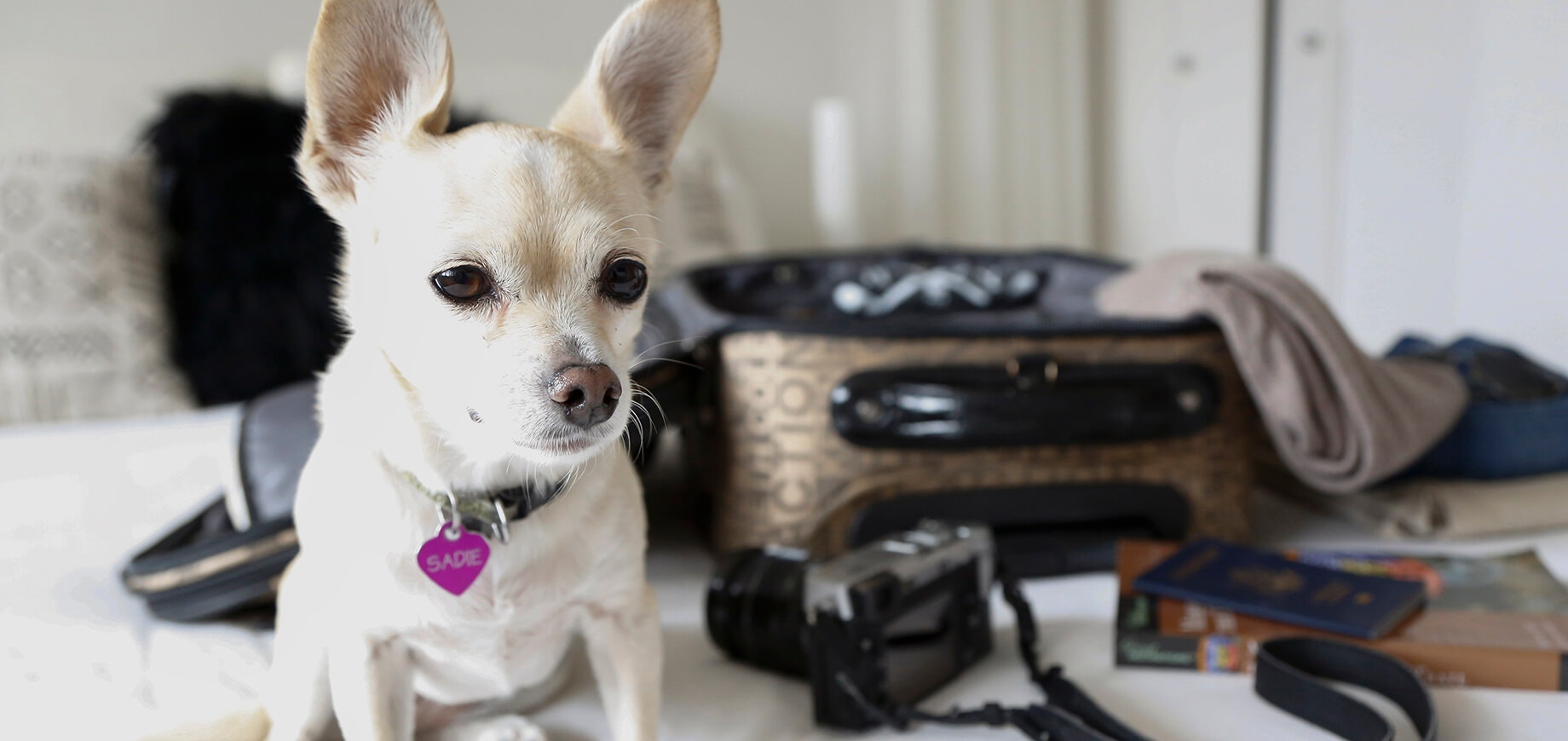 Hướng Dẫn Về Hội Chứng Chó Con Yếu Dần: Phòng Ngừa, Nhận Biết & Điều Trị