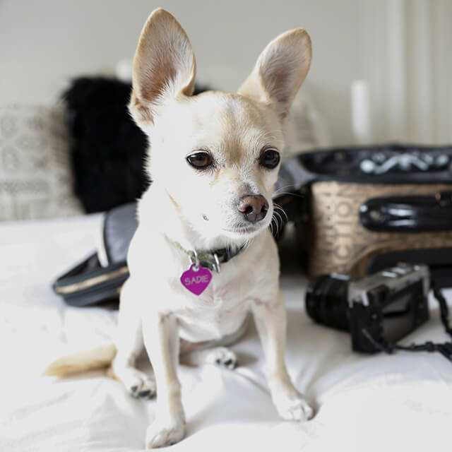 Hướng Dẫn Về Hội Chứng Chó Con Yếu Dần: Phòng Ngừa, Nhận Biết & Điều Trị