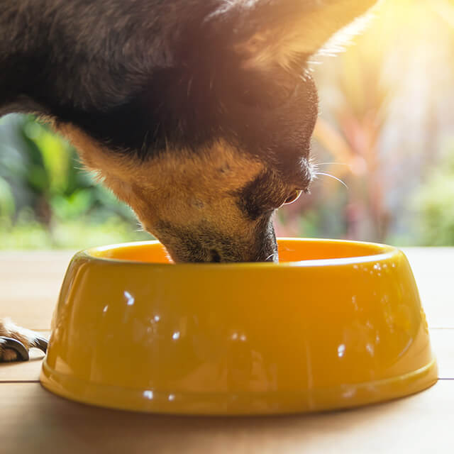 Những Mẹo An Toàn Mùa Hè Tốt Nhất Để Chú Chó Của Bạn Mát Mẻ