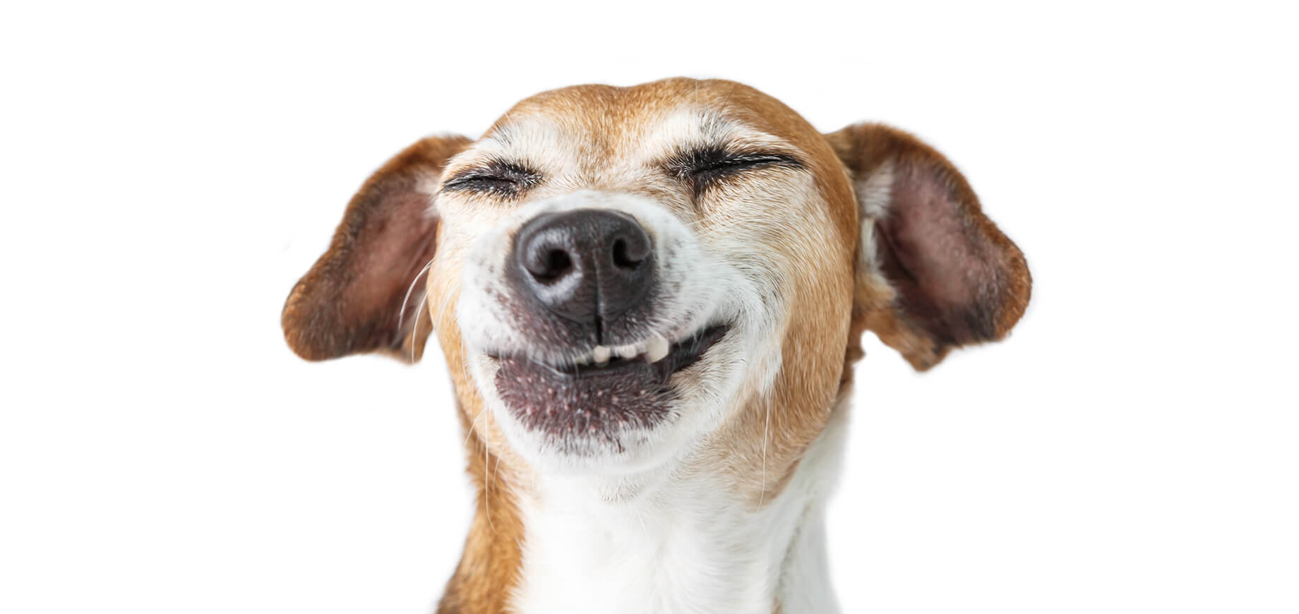 Kennel cough in dogs and puppies