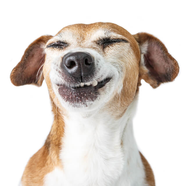 Kennel cough in dogs and puppies