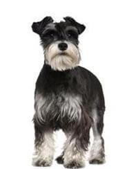 Thông tin và Đặc điểm của Giống Chó Schnauzer