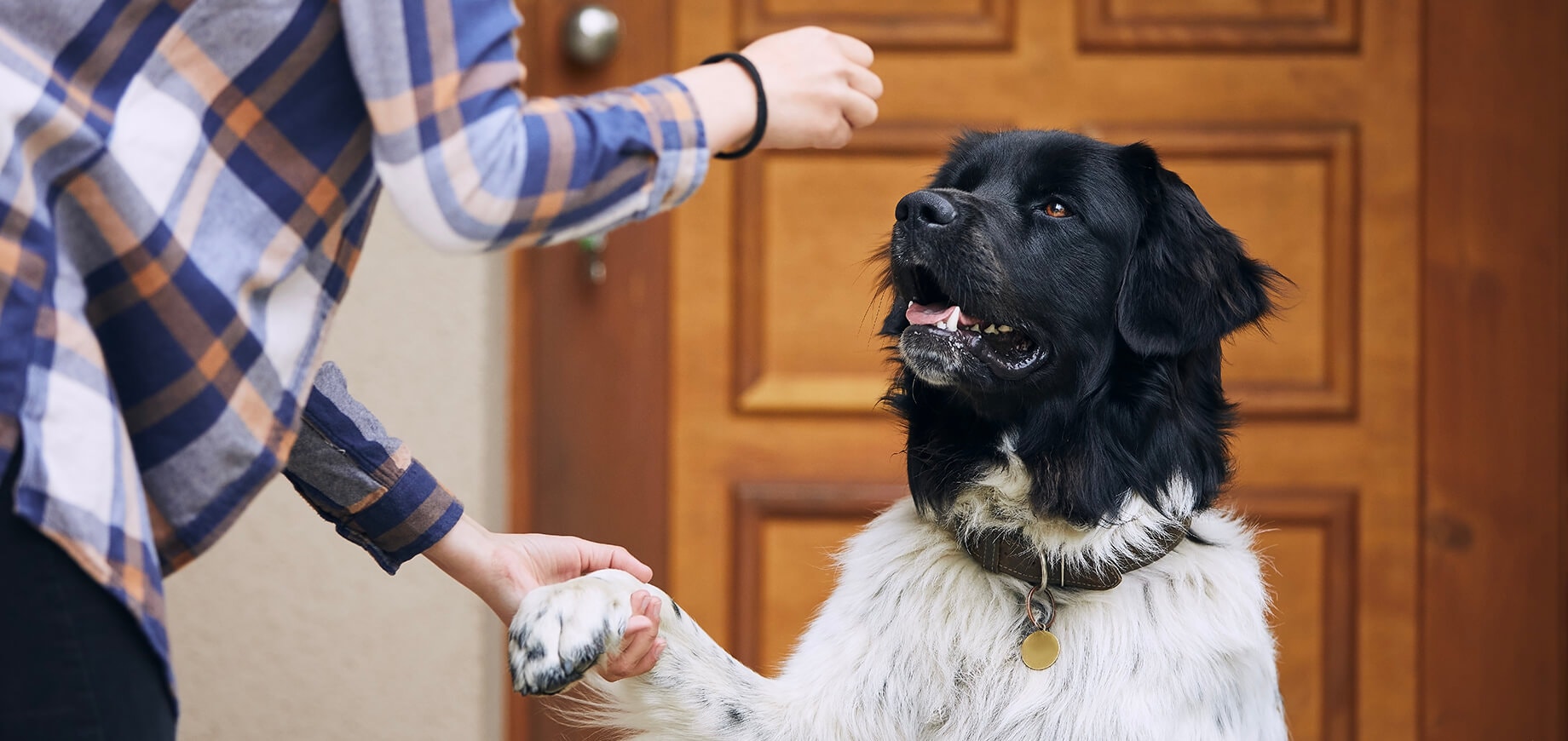 Huấn luyện cũi cho chó con: 5 bước đơn giản