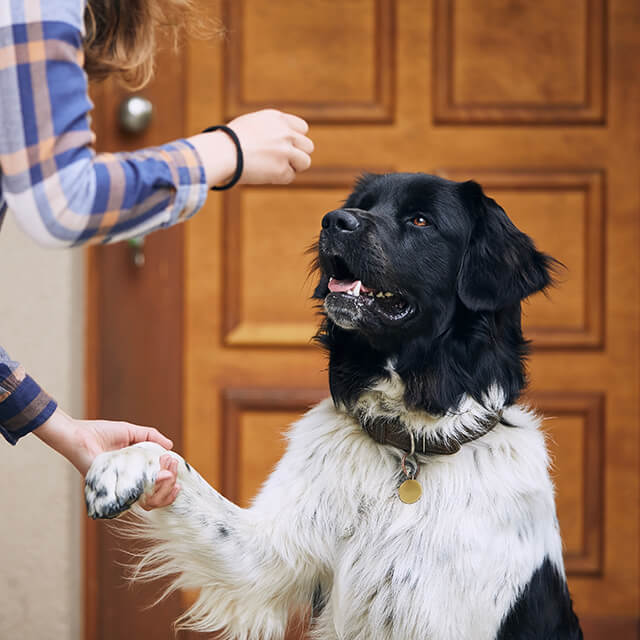 Huấn luyện cũi cho chó con: 5 bước đơn giản