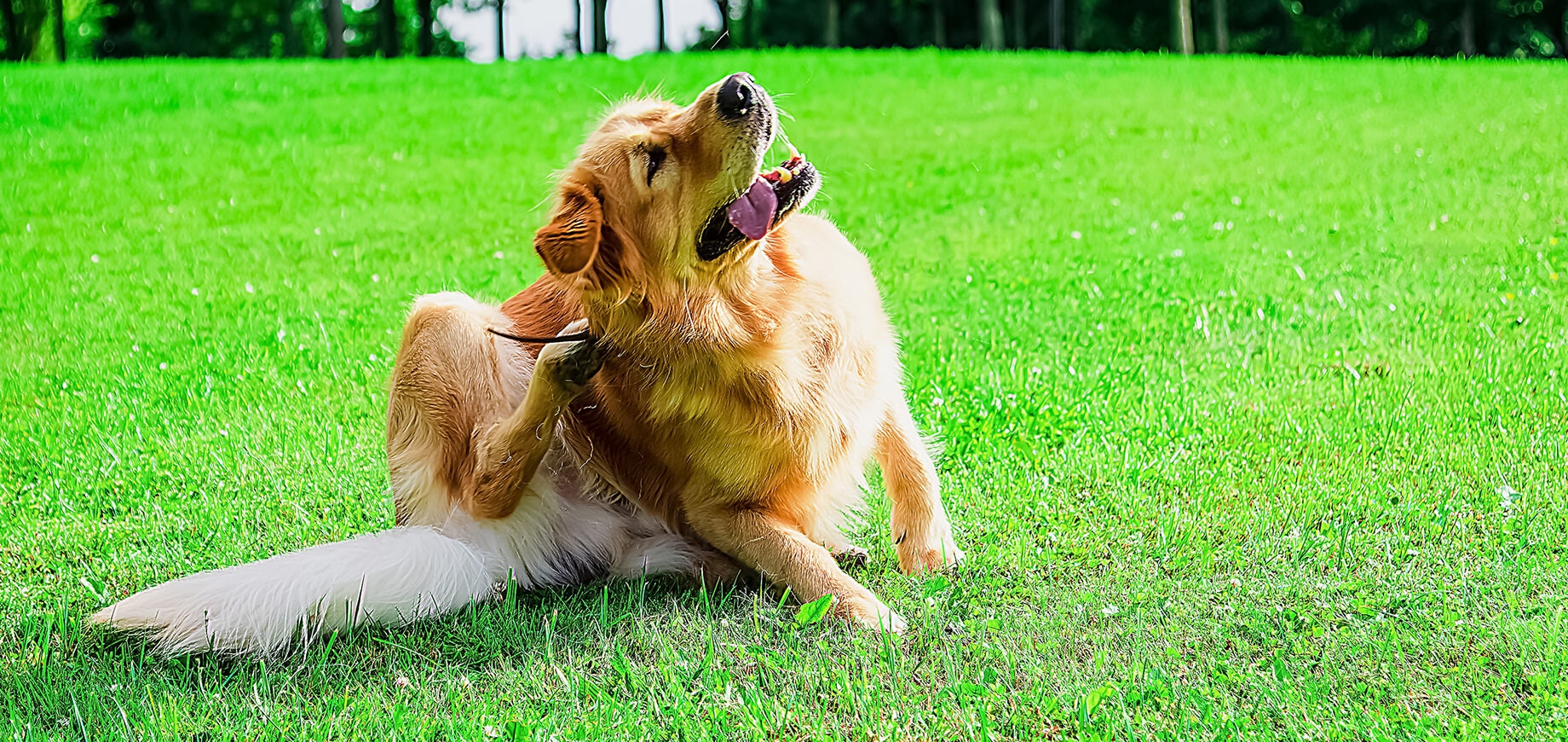 Nhiễm nấm ở chó: Nguyên nhân, Triệu chứng, Phòng ngừa & Điều trị