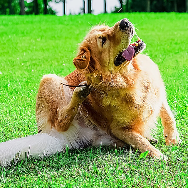 Nhiễm nấm ở chó: Nguyên nhân, Triệu chứng, Phòng ngừa & Điều trị