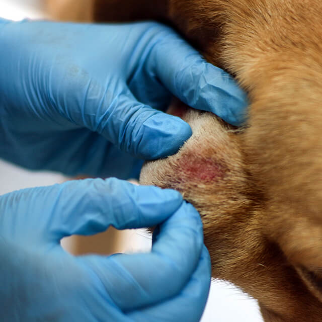Bệnh nấm ngoài da ở chó: Triệu chứng, Nguyên nhân, Phòng ngừa & Điều trị