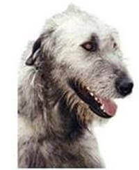 Deerhound