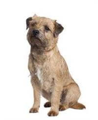 Border Terrier