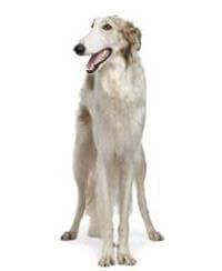 Borzoi