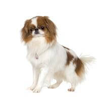Japanese Chin