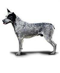 Australian Stumpy Tail Cattle Dog