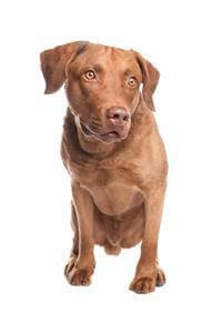 Chesapeake Bay Retriever