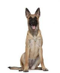 Belgian Shepherd Dog