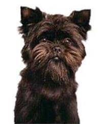 Affenpinscher