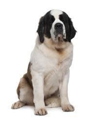 Giống Chó Saint Bernard