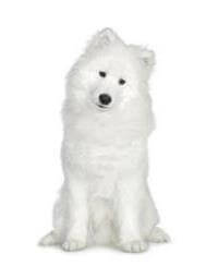 Giống chó Samoyed
