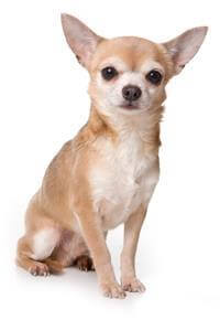 Giống Chó Chihuahua